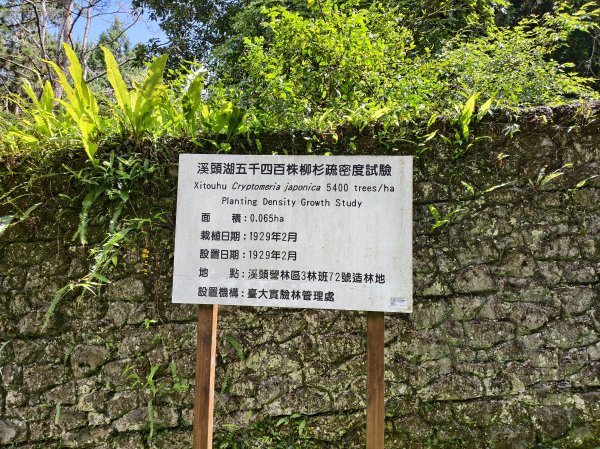 [百山百鳥尋旅-05/15] 2025_0830 溪頭賞鳥步道_銀杏步道2875507