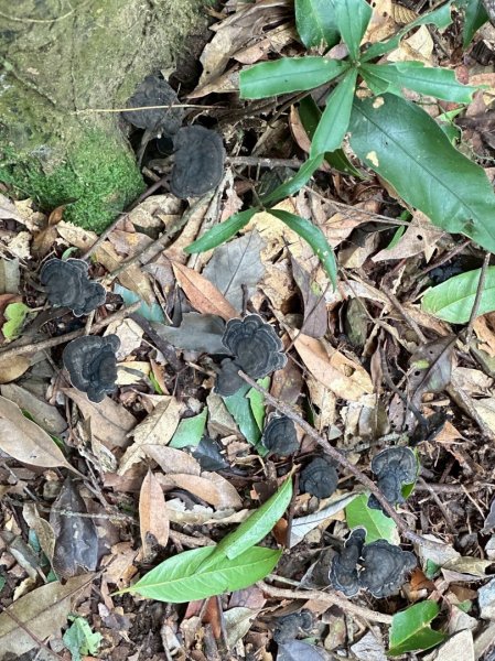 114.08.16大武山之門桑留守山2861733