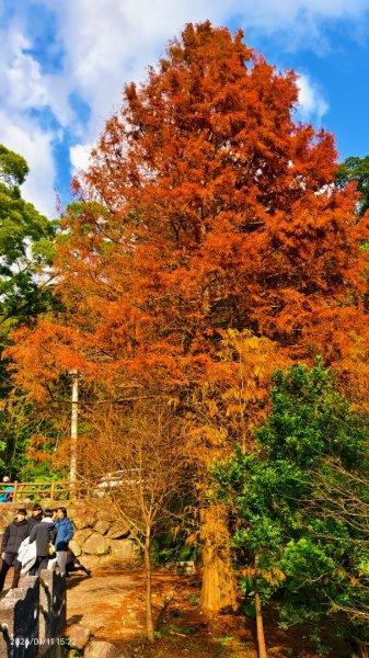 #花卉試驗中心 #永公路500巷 #平菁街42巷 #原住民公園 #士林官邸 1/42980395