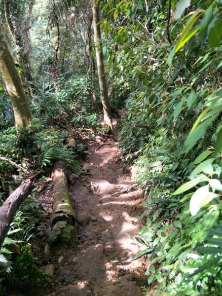 小百岳:溪洲山&新溪洲山1520376