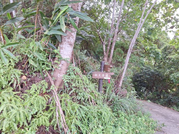 望龍埤三山O型202509272901708