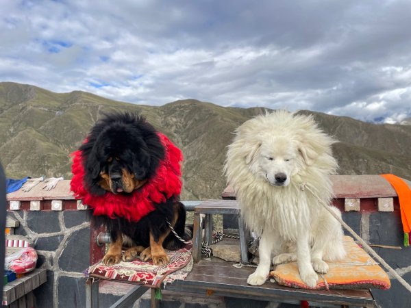 西藏♥️可愛動物🐎人物寫真/拉薩旅拍/美食2902876