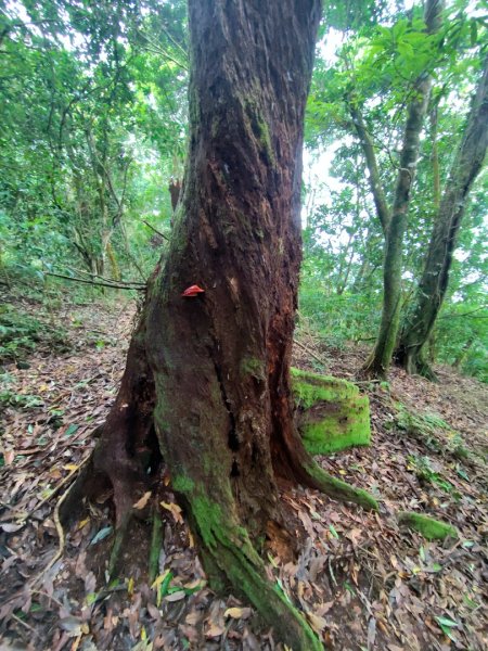 矢場谷山連走勃子山2805003