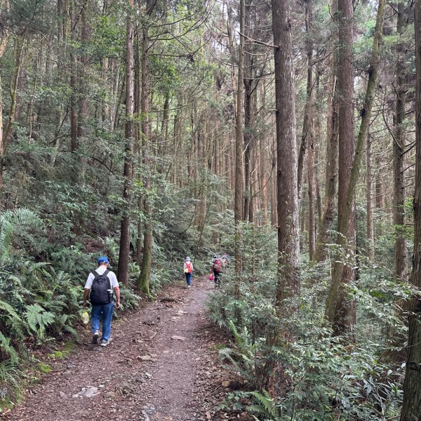 橫嶺山木馬古道輕鬆走2879022