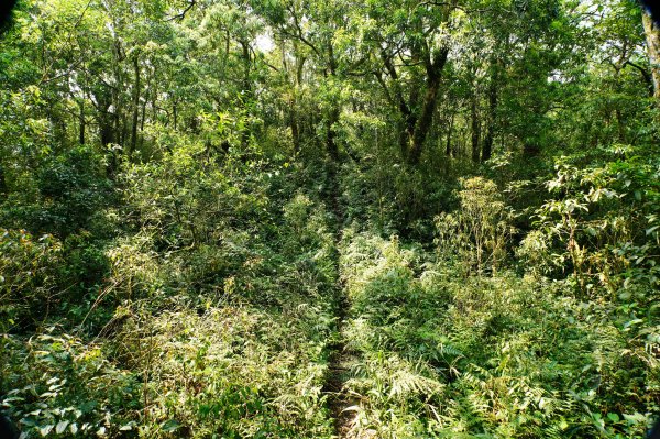 新北 烏來 志良久山3035162