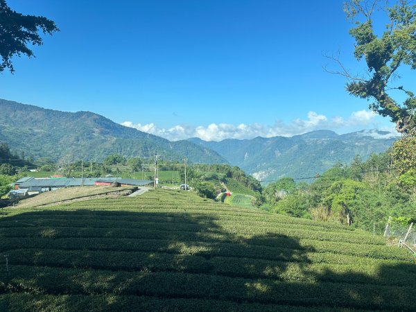 嘉義大凍山大塔山+紅毛埤山3067151