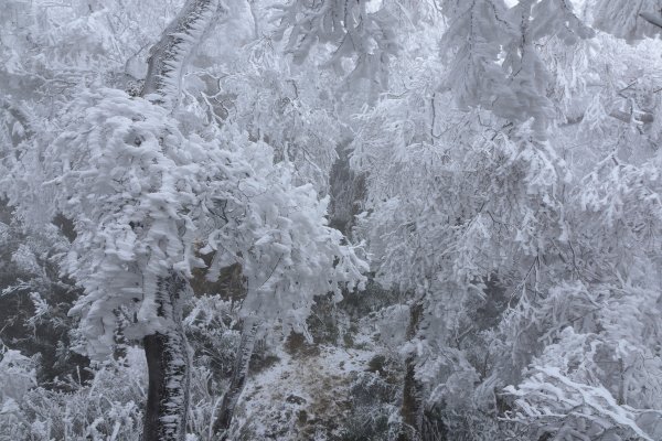  2021 D0101 純色北插1225516