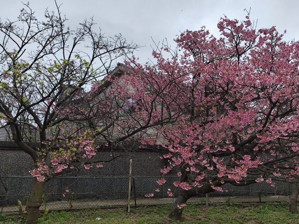 【新春賞櫻樂】平菁街42巷、宜蘭頭城火車站、二二八和平公園、東湖樂活公園3007699