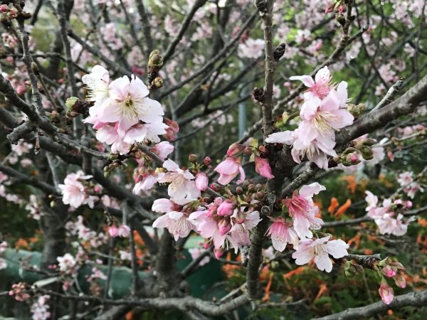 111.03.08 鶯歌永吉公園步道 炮仗花賞花遊1634853