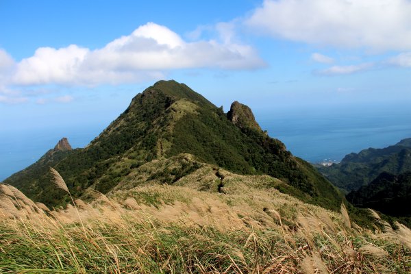 【金瓜石】漫山芒花怒放浪漫，礦山藍海奇景夢幻！2964010
