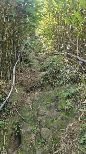 20250820金童玉女月牙天沖(金童嶺-玉女嶺-女王尖-月牙嶺-瑞光嶺-明月崙-清淨嶺-文筆嶺-清2872754