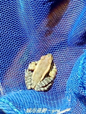 【南投仁愛】光影下的森林療育。 奧萬大國家森林遊樂區步道群2973085