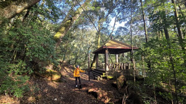 環繞在楓紅巨木和滿山翠綠的鞍馬山及大雪山小神木森林步道的悠哉山行記2996750