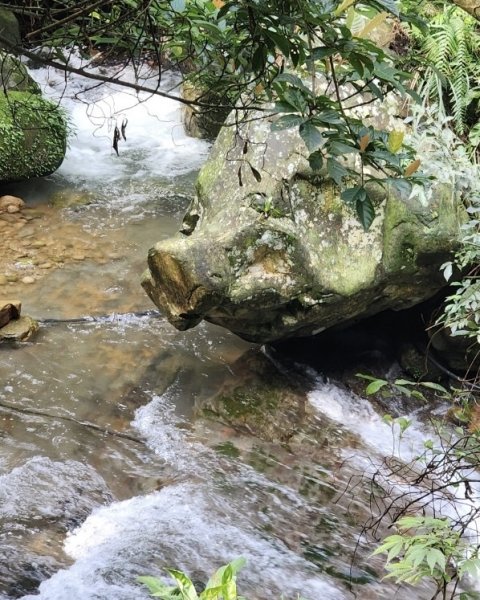 蛇來運轉-蛇子行古道-三爪坑山-蛇子崙山O2706728