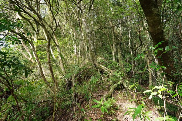 新北 坪林 梳妝頭山2402830