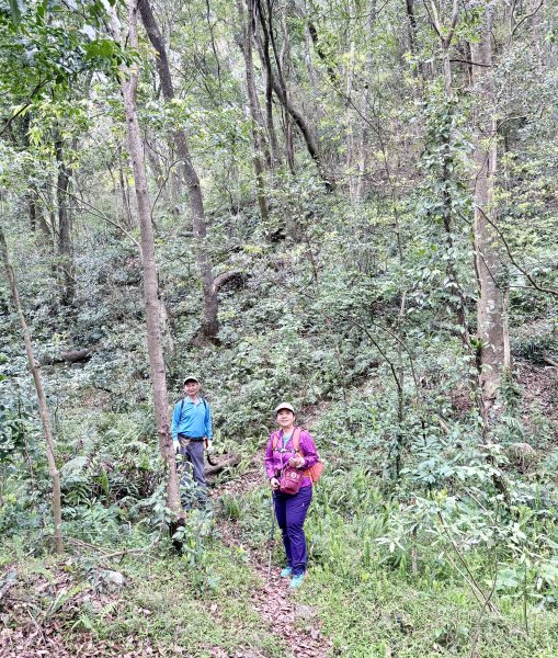 奧萬大登合流點山順撿楓樹林山.獅子頭    2025.3.112734134
