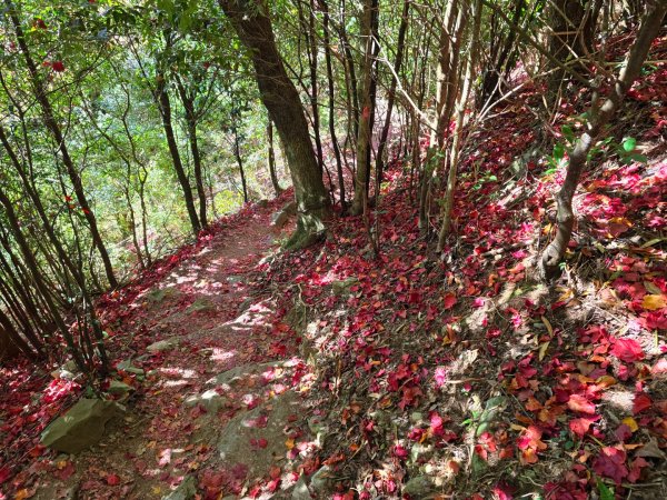 鳶嘴稍來山之楓紅／雲海2974064