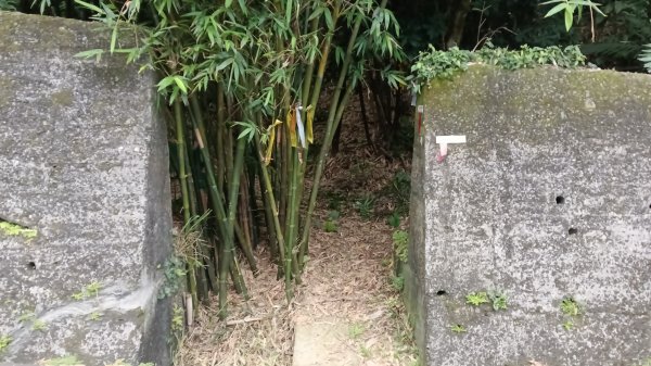 雙溪區嶺頭觀日步道-西九份坑山-西九份坑山前峰-雙溪車站3063089