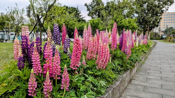 《西江月。魯冰花艷台大》2725804