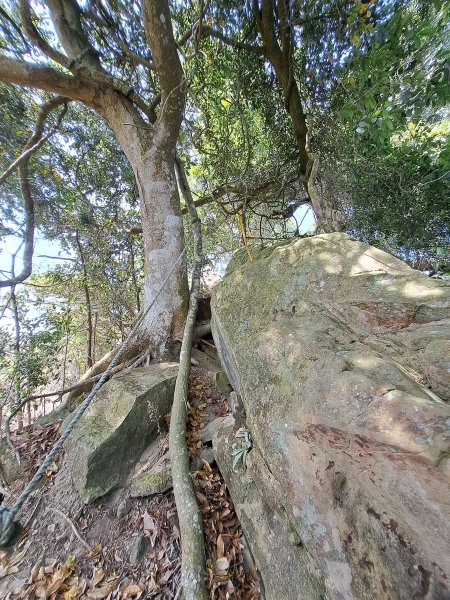竹山八通關古道社寮段+陳東坑山+溪洲大山ｄ型走202302192037459