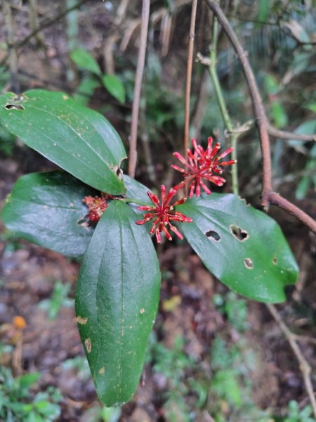 鳳鳴古道 鳳鳴山 南隘勇（南長城）古道 三湖山 八達嶺（龍骨）古道 綠色古道 延平古道2975133