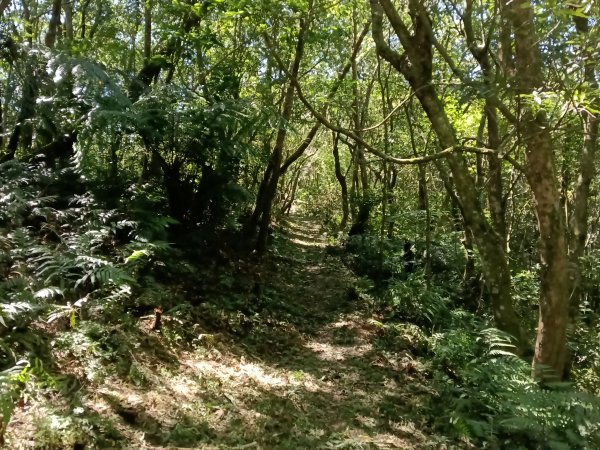 坪林區南闊瀨行(枋山坑古道+枋山坑崙+闊瀨越嶺保甲路O型)2916742