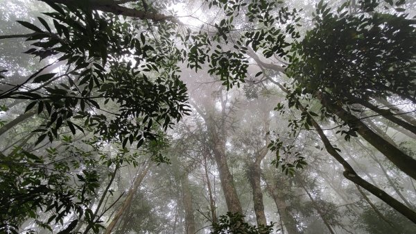 大雪山生態社區-橫嶺山木馬古道(亦稱橫嶺山自然步道) / 6.6K-6.0K步道出口-3.5K1758492