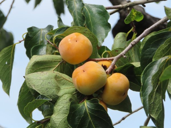 旱溪源頭自然生態區2878007