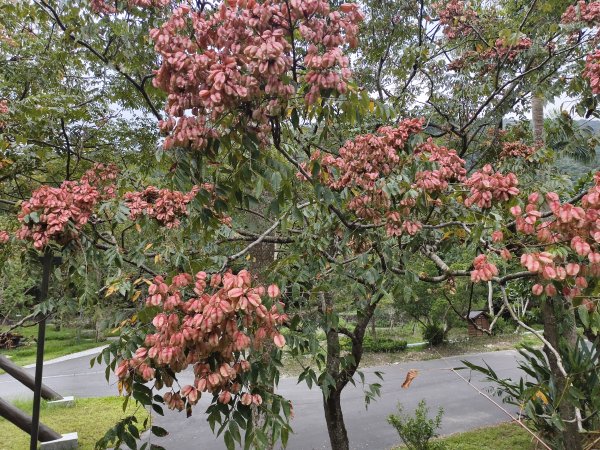 [漫遊縱谷 愛在花東-08/10] 2025_1012 林田山林業文化園區步道2913519