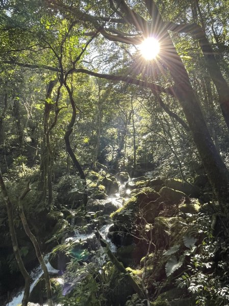 卡保逐鹿山毛欅2935505