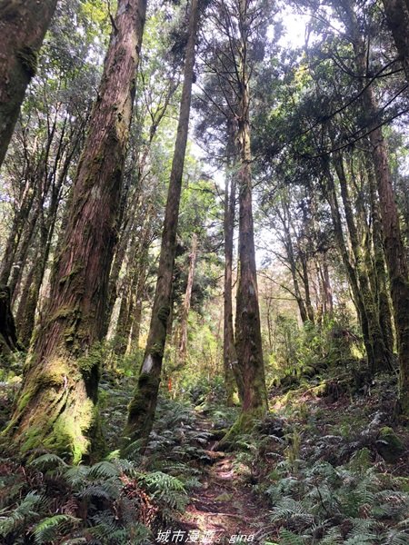 【宜蘭。大同】  三個女生的森林漫遊。  小百岳集起來。 編號85小百岳~三星山登山步道1664983