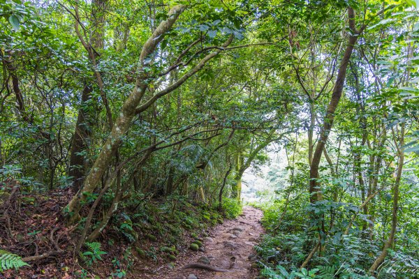 [新竹]飛鳳山2512098