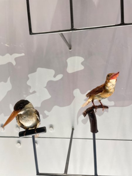 雨天備案💙 台灣博物館的古生代館-台大動植物館免費參觀-北投♨️季2799008