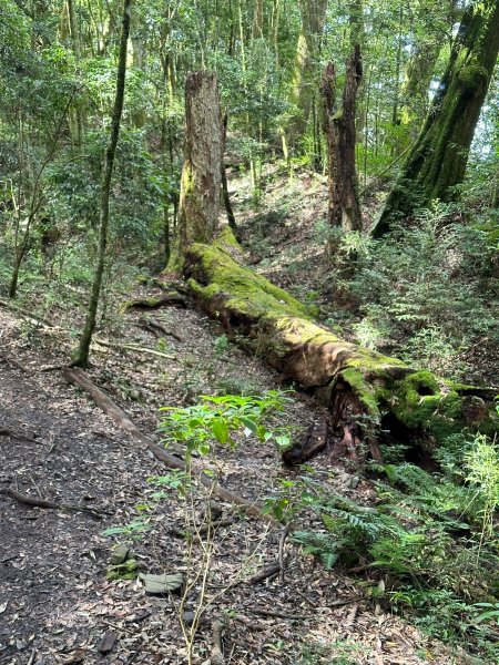 谷關七雄老二馬崙山1887480