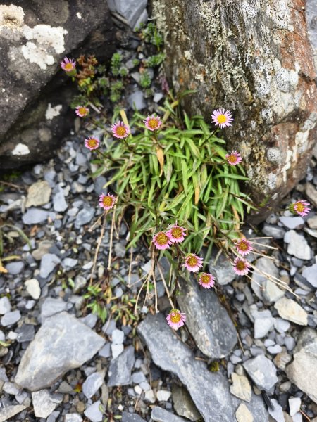 北一段(14/14)高山植物 2025_0906~132887642