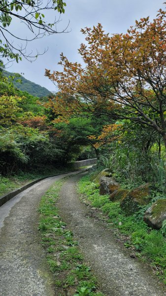 擎天崗系步道巡禮2104317