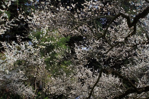 【南投~信義 】牛稠坑賞梅1254944