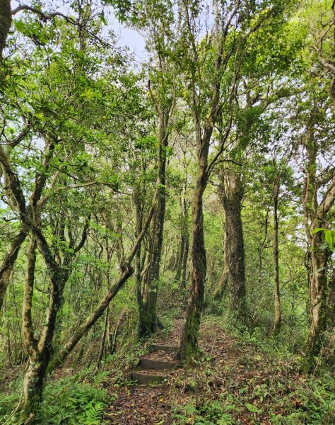 【中級山縱走】魯壁山，東穗山，大島田山，宇老觀景台2771716