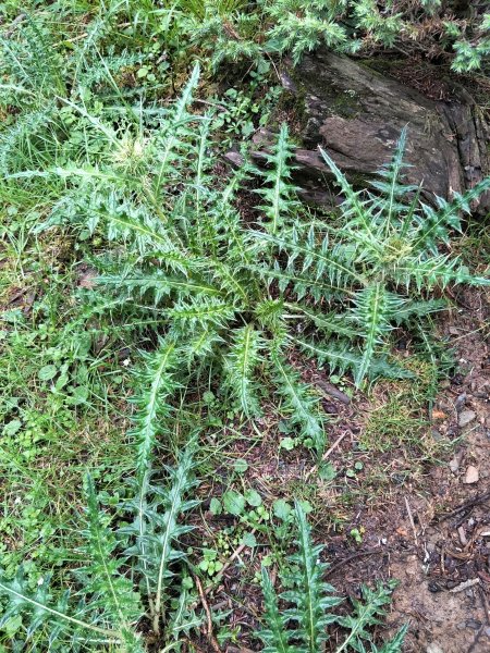 2017.07.07-08雪山主東峰876539