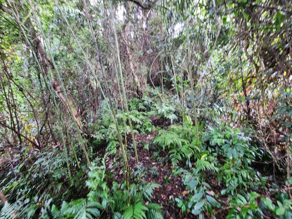 20251214石牛山柑坪山新柑坪山牛背岩2972724