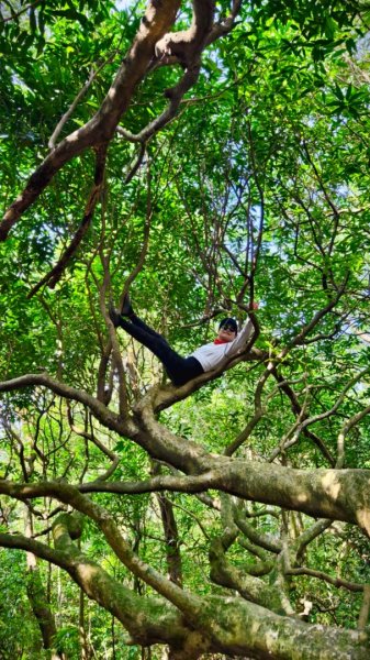 東勢大崙、東勢坑山、觀音湖山O走2986321