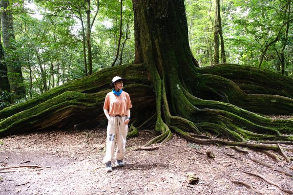 雪見大板根2924686