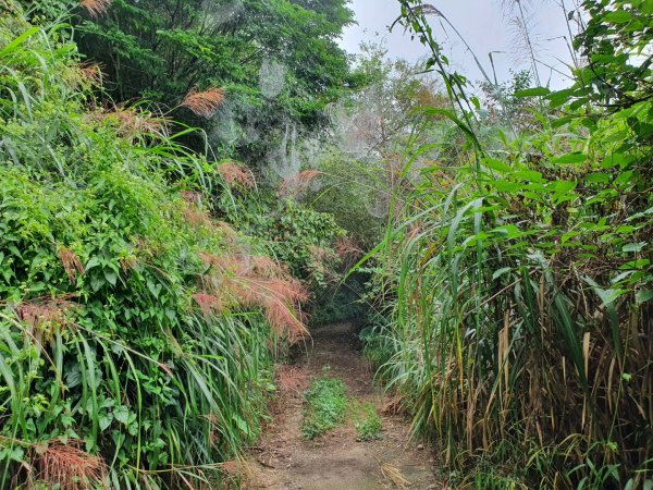 華山山豬湖步道1160886