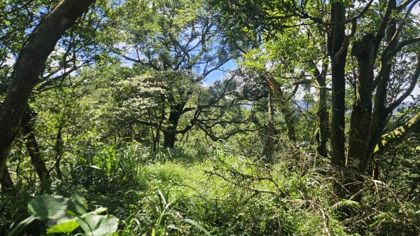 20250723大坑山-深按頭山西峰-334峰-三層崎山2845342