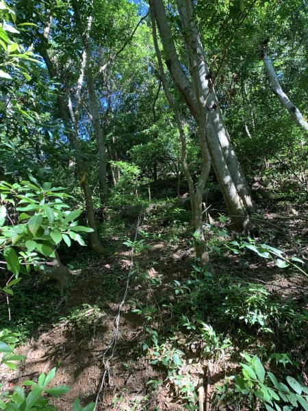 20240706屏東三地山西南峰2546725