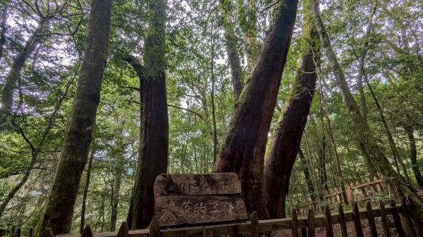 鎮西堡巨木步道群 (B區)2861144