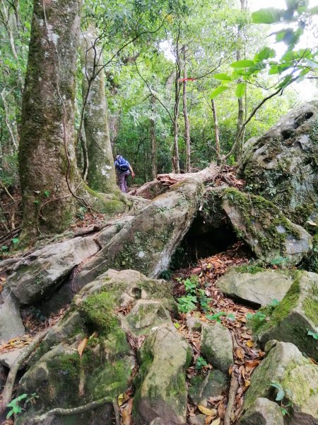 苗栗南庄～陡上陡下無冷場台灣富士山加里山1086931