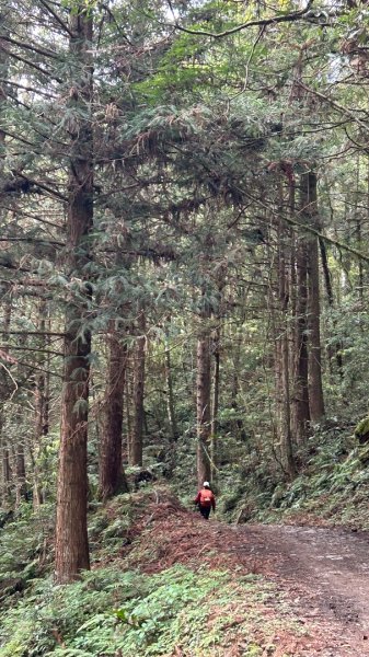 四季林道加羅山檜木池3044573