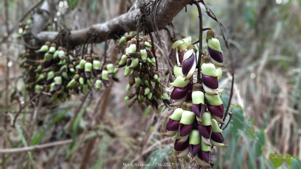 《台中》谷關七雄｜唐麻丹山順O型(松鶴線)