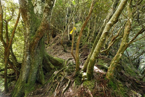 新竹 五峰 油羅山、霞山2798280